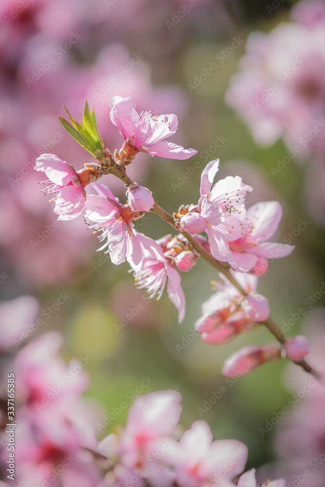 pink cherry blossom