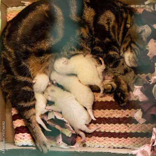 little cats sleep and drink milk