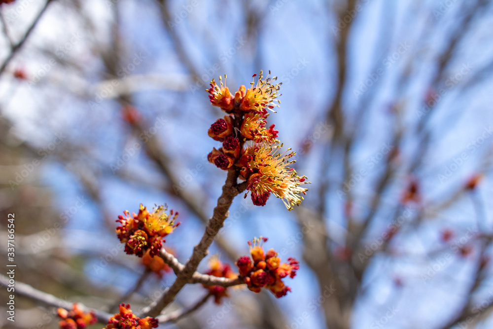 Naklejka premium Close up view of bright red maple (acer rubrum) buds and blossoms in early spring
