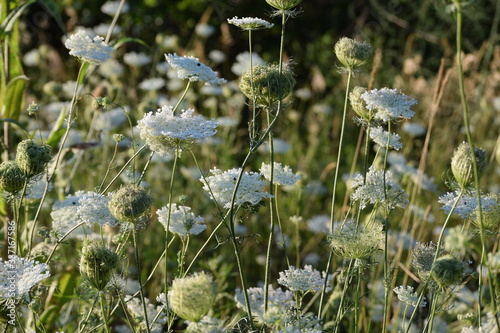 White carrot weeds background. Flowers in a field during summer. Also named Daucus carota or Queen Anne’s Lace.