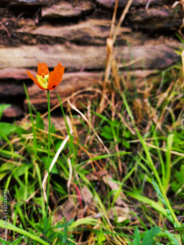 butterfly on a yellow flower butterfly on a yellow flower
