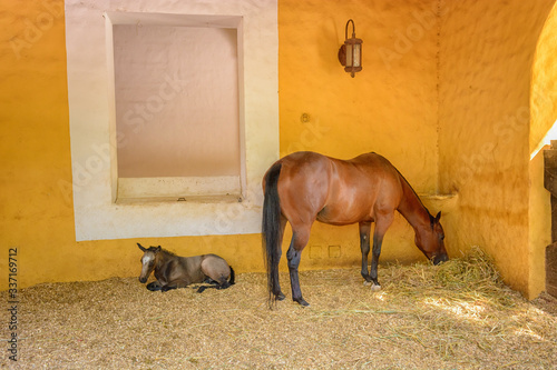 A brown horse with a foal eats hay in a yellow stable.