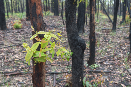 Картината върху платно burnt gum tree regrowth after a fire