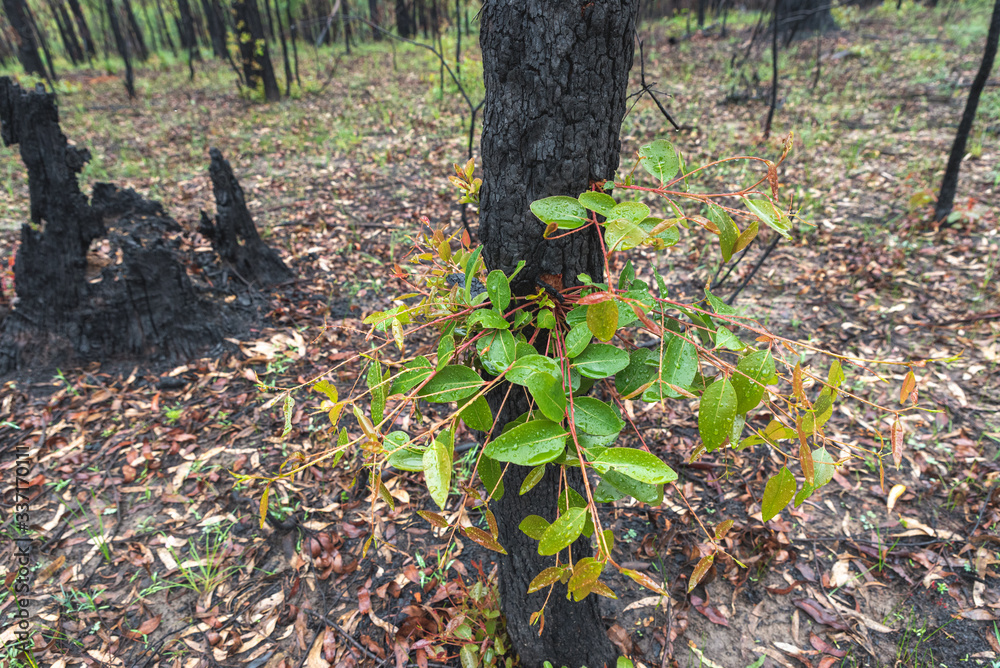 beautiful growth on gum trees after a forest fire in australia beautiful growth on gum trees after a forest fire in australia