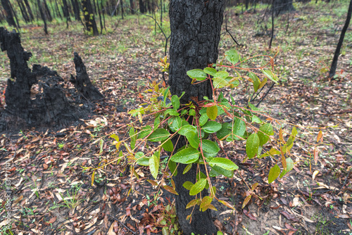 beautiful growth on gum trees after a forest fire in australia