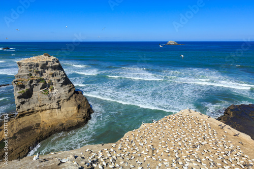 A colony of Australasian gannets at Muriwai Beach, New Zealand. The birds are roosting on the mainland and on Motutara Island, the rock stack just offshore photo