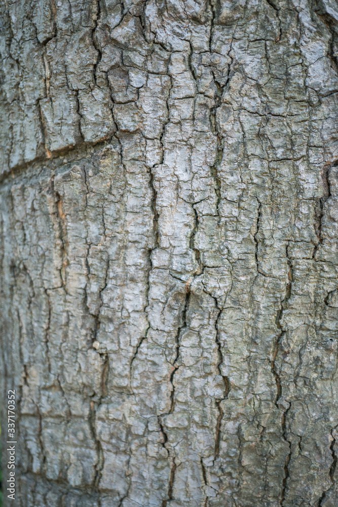 Characteristics of tree bark.