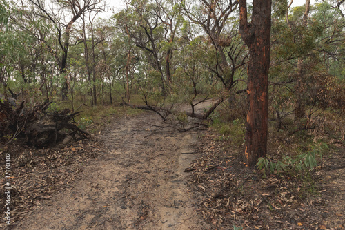 tree fallen across the dirt road in australia