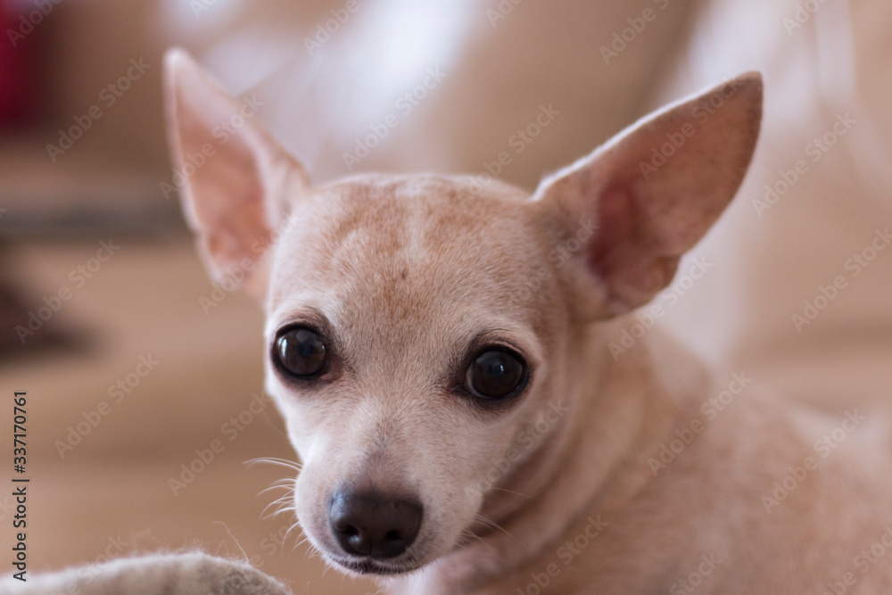 female chihuahua