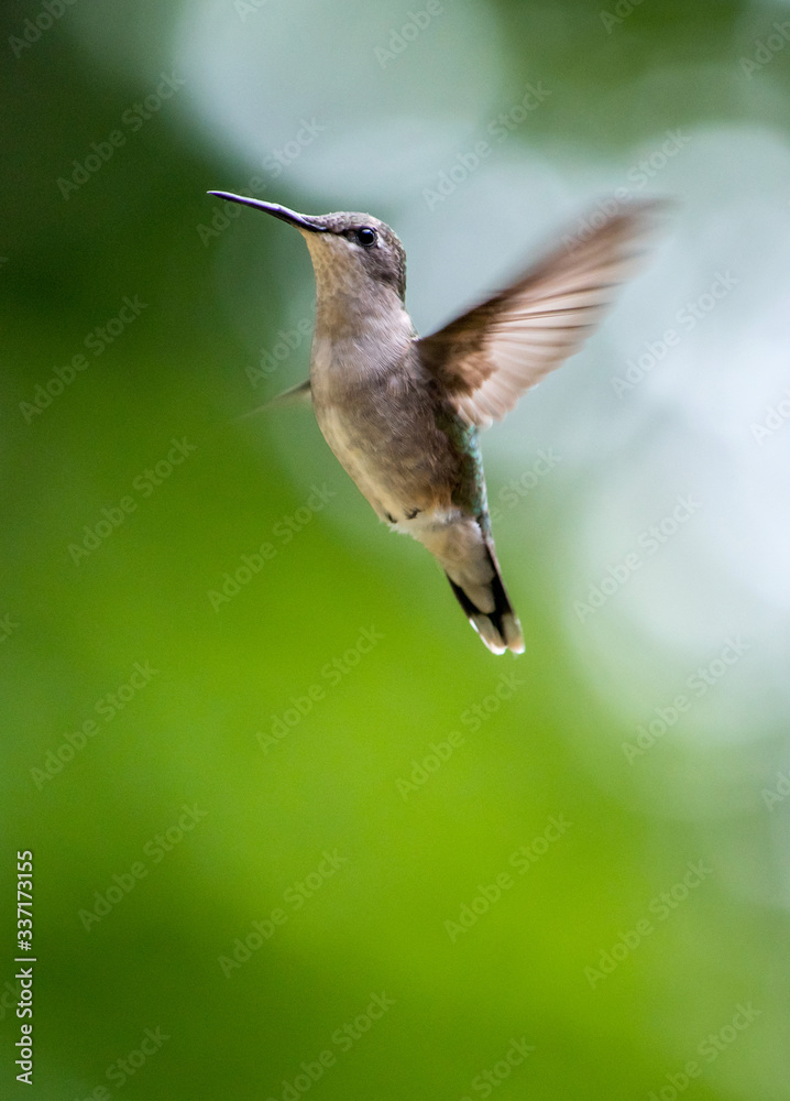 Fototapeta premium Little hummingbird flies through the sky like a tiny ballerina 