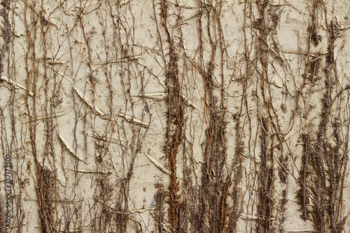 Vintage exterior stucco wall background with dried brush foliage texture