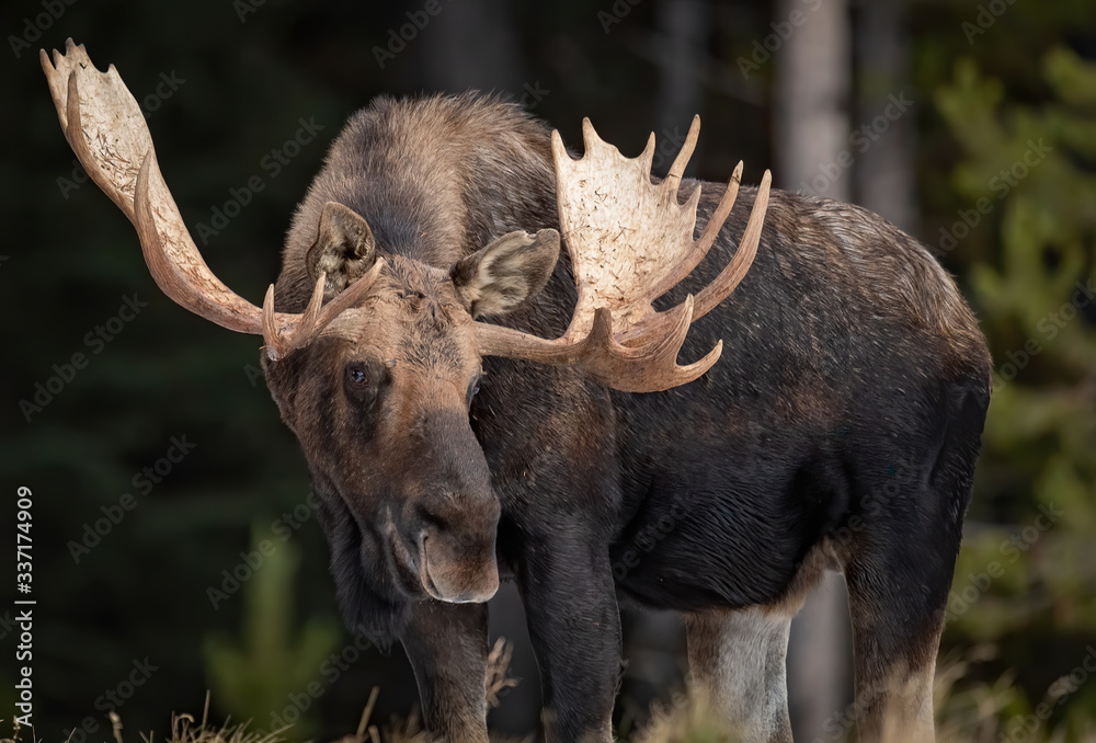 Fototapeta premium Moose in Jasper Canada
