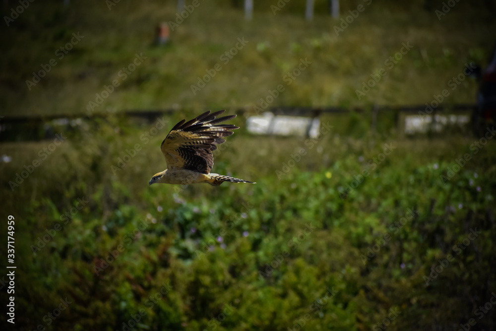 Obraz premium águila volando