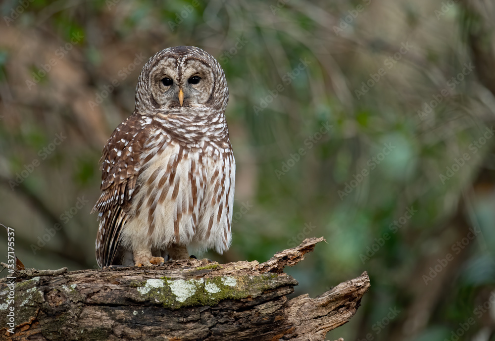 Fototapeta premium Barred owl 