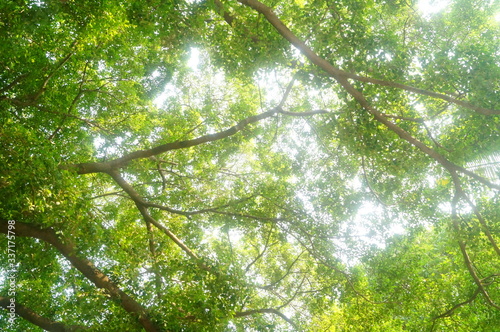 Green foliage landscape of trees