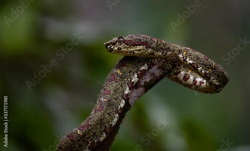 Eyelash Viper in Costa Rica