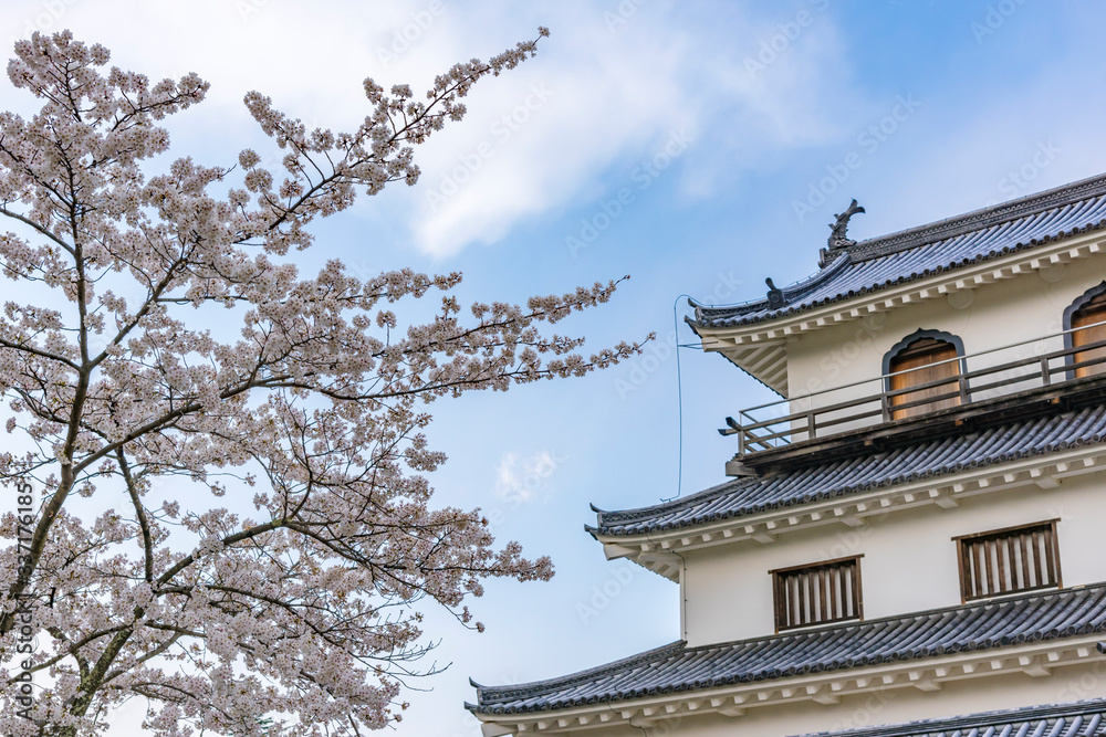 宮城 白石城と桜 宮城 白石城と桜