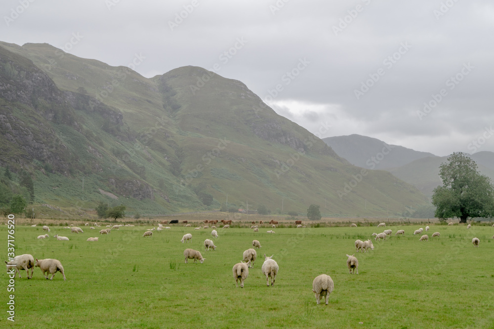 Schafherde in den schottischen Highlands