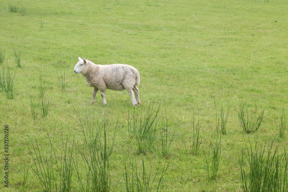 Ein einsames Schaf in den schottischen Highlands Ein einsames Schaf in den schottischen Highlands