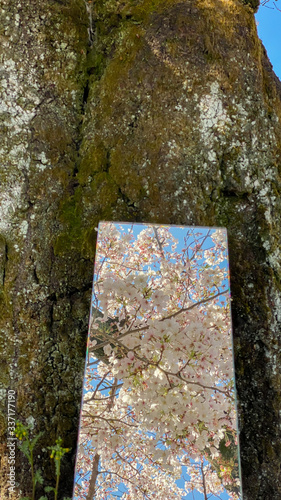 春の満開の桜の花とガラス鏡の反射風景