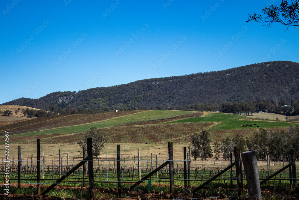 Rural country winery vineyard farmland with rows of grapes on trellises, cows, hillside covered in trees, blue sky