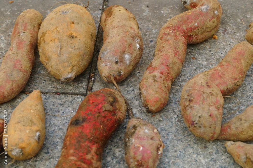 Fresh sweet potatoes