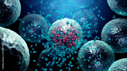 Antibodies destroy an infected cell by a  virus, immun defense kill the infected cell   photo