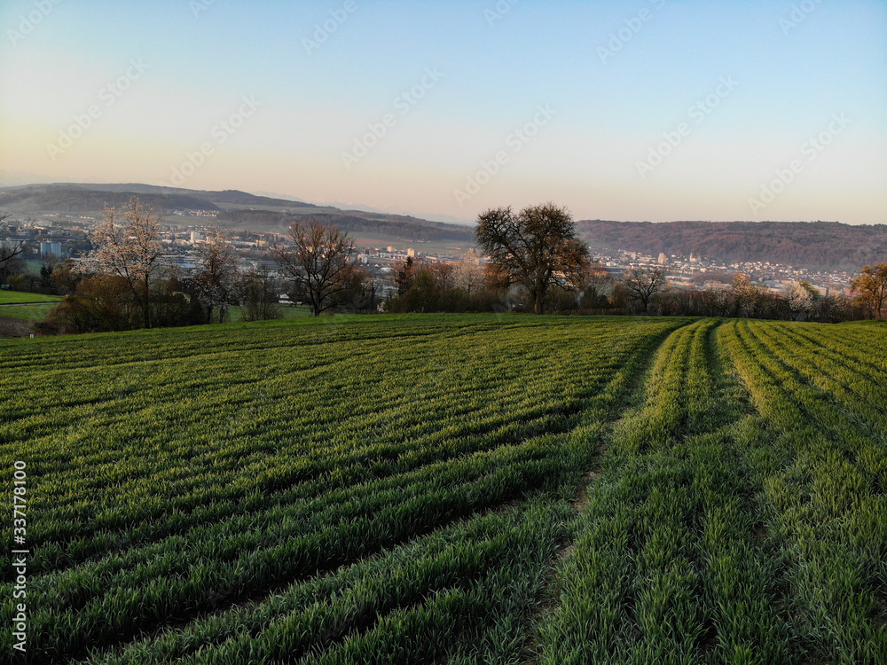 aerial vew of a green field in the morning 