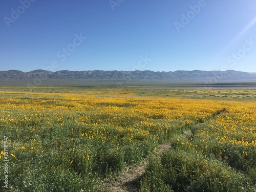 field of yellow flowers