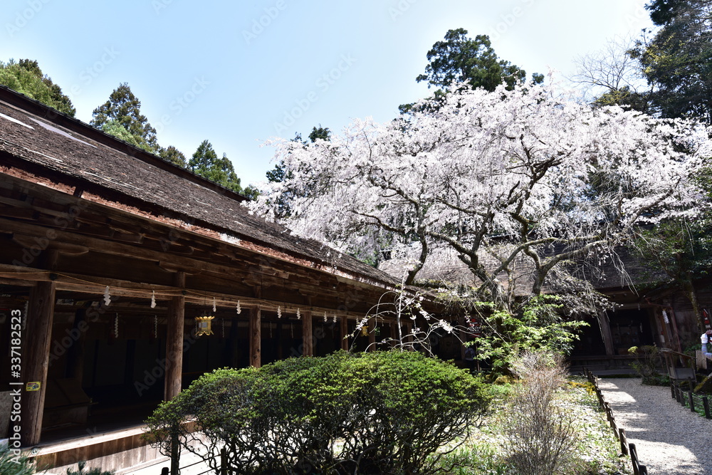 日本の高野山の桜と花見
