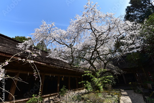 日本の高野山の桜と花見