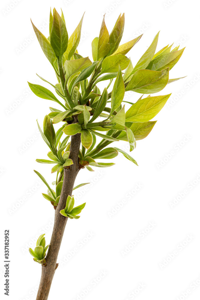 Fototapeta premium Small twig of lilac with young green leaves, isolated on white background