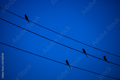 The bird on power lines with deep blue color.