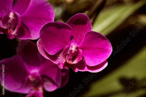 Macro detail of pink orchid flower head. Orchidaceae. Phalaenopsis