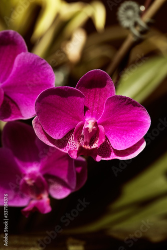 Macro detail of pink orchid flower head. Orchidaceae. Phalaenopsis