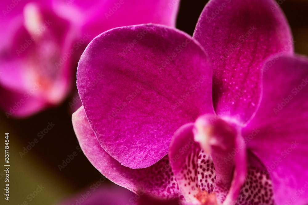 Macro detail of pink orchid flower head. Orchidaceae. Phalaenopsis Macro detail of pink orchid flower head. Orchidaceae. Phalaenopsis
