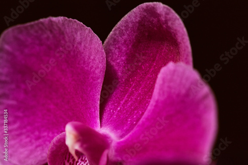 Macro detail of pink orchid flower head.  Orchidaceae.  Phalaenopsis