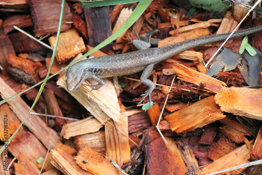 Skink Skink