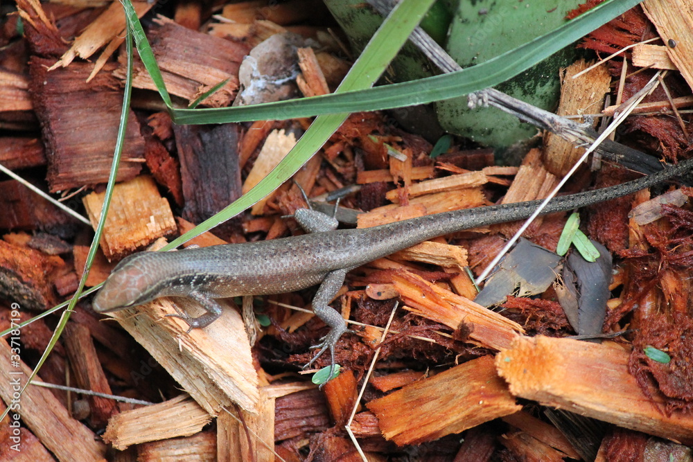 Skink Skink