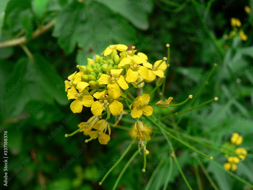 yellow flowers in the forest yellow flowers in the forest