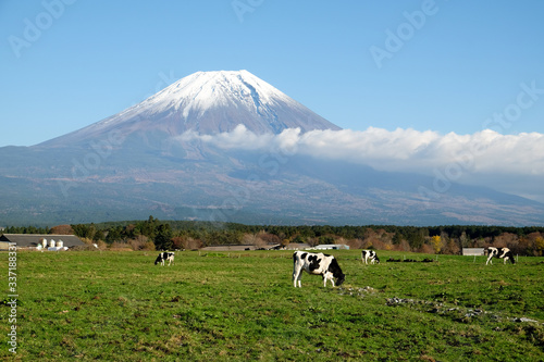Cows on the green field in front of Fuji mountain  Japan. 