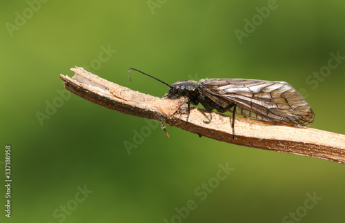 An Alder fly, Megaloptera, Sialidae, perching on vegetation at the side of a pond in springtime. © Sandra Standbridge