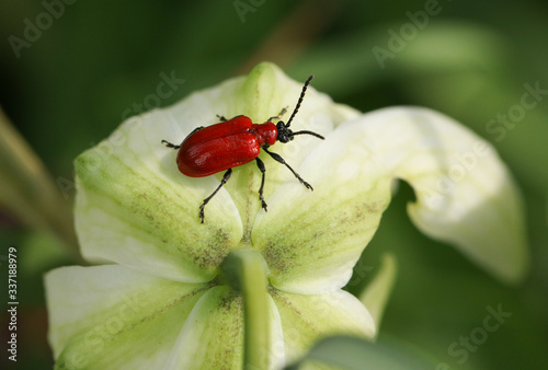 A Red Lily Beetle, Liliocerus lilli, feeding on a white Snake's-head fritillary, Fritillaria meleagris, flower in spring. © Sandra Standbridge