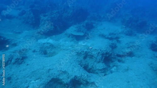 sting ray fish gymnura swimming underwater butterfly ray stingray underwater
 photo