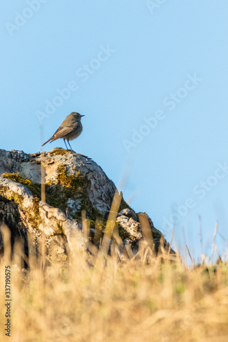 borw bird sitting on rock with blades of grass and clear sky