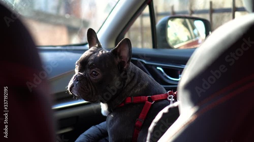 Frenchie in car. nFrench bulldog sitting in the car.  photo