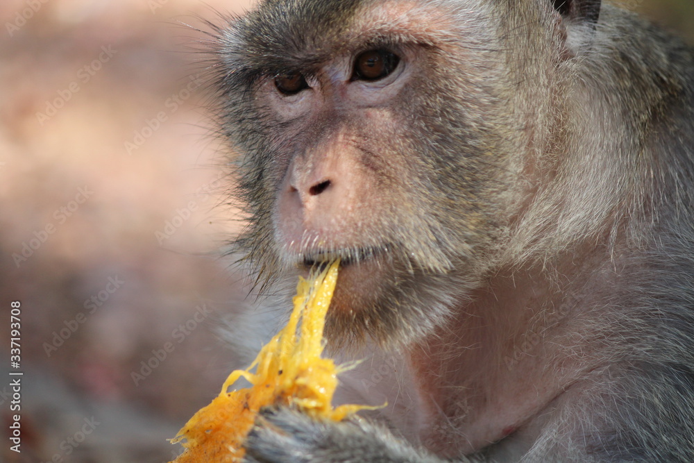 Obraz na plátně Macaque eating a mango, this macaque is missing a hand.