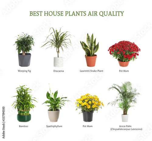 Photography Set of best house plants for air quality improvement on white background