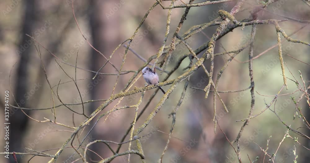 mésange à longue queue (aegithalos caudatus) sur une branche en sous bois