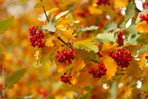 Hawthorn tree in autumn